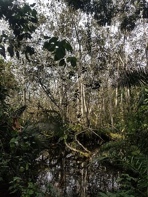 A shaded wetland and forest scene at Bigodi.