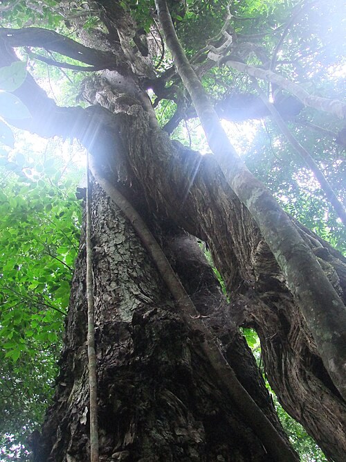 Sunlight filtering around a large tree in Budongo Forest.