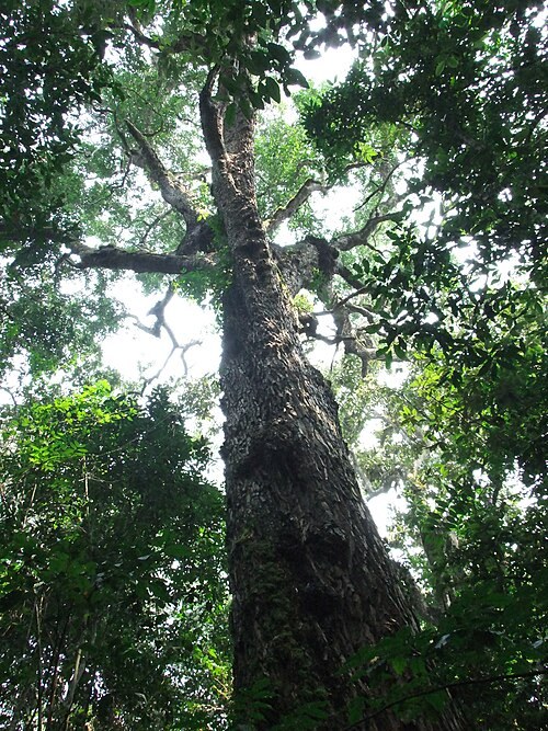 Looking up through the forest canopy in Kibale National Park.