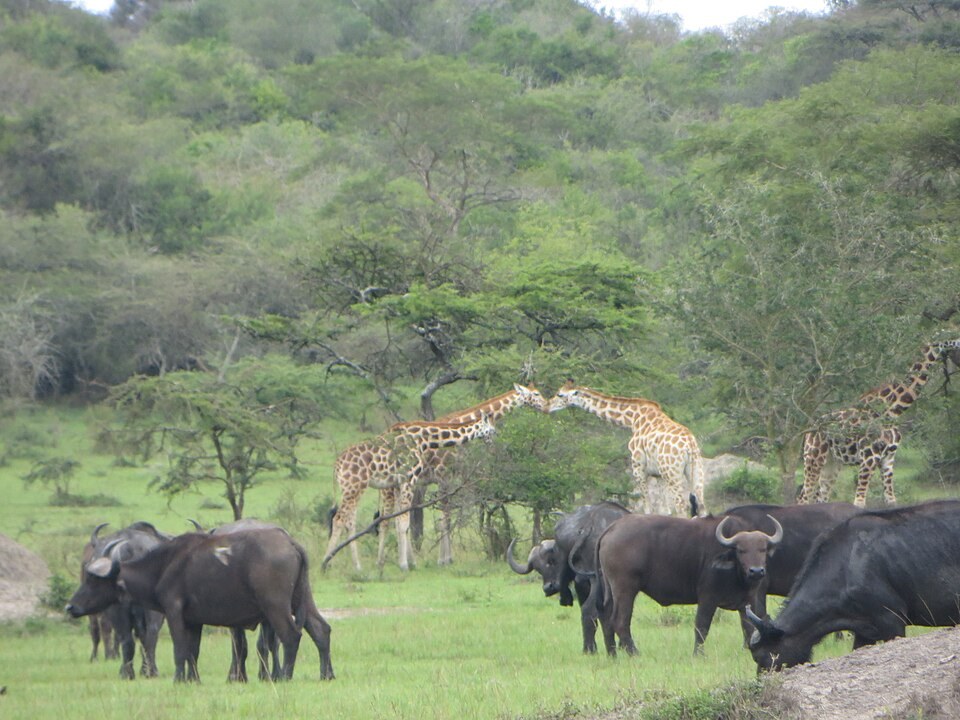 Buffaloes and giraffes in the landscape of Lake Mburo National Park.