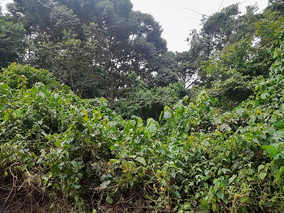 Layers of vegetation inside Mabira Forest.