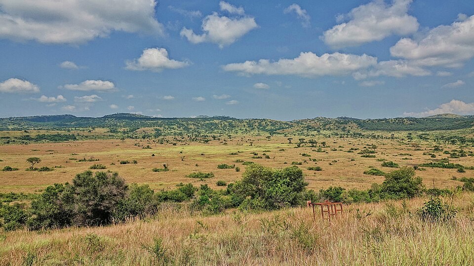 Open grassland and scattered trees in Queen Elizabeth National Park.
