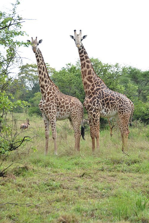 Giraffes among the trees in Akagera National Park.