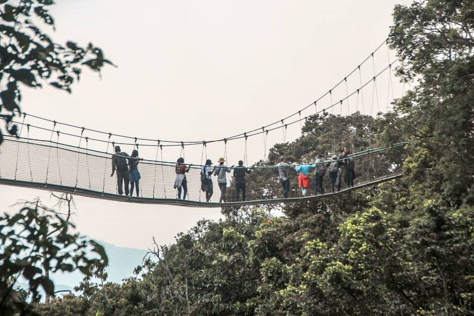 Visitors on the canopy walkway at Nyungwe.