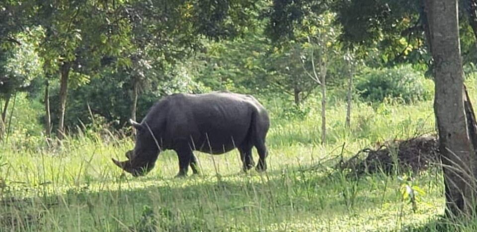 A rhinoceros grazing at Ziwa Rhino Sanctuary.